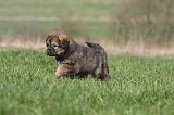 DOGUE DU TIBET 374